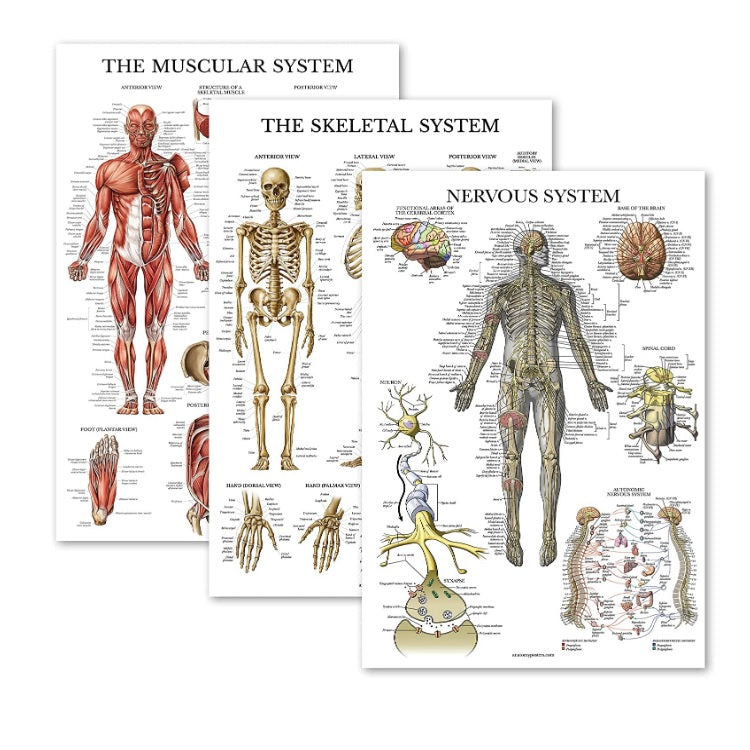 Anatomical Chart Pack of 3 (Laminated) – HMGDirect