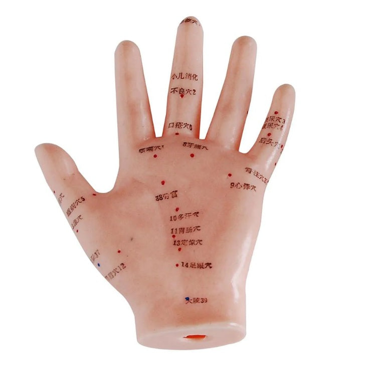 Acupuncture Hand Model 13cm – HMGDirect