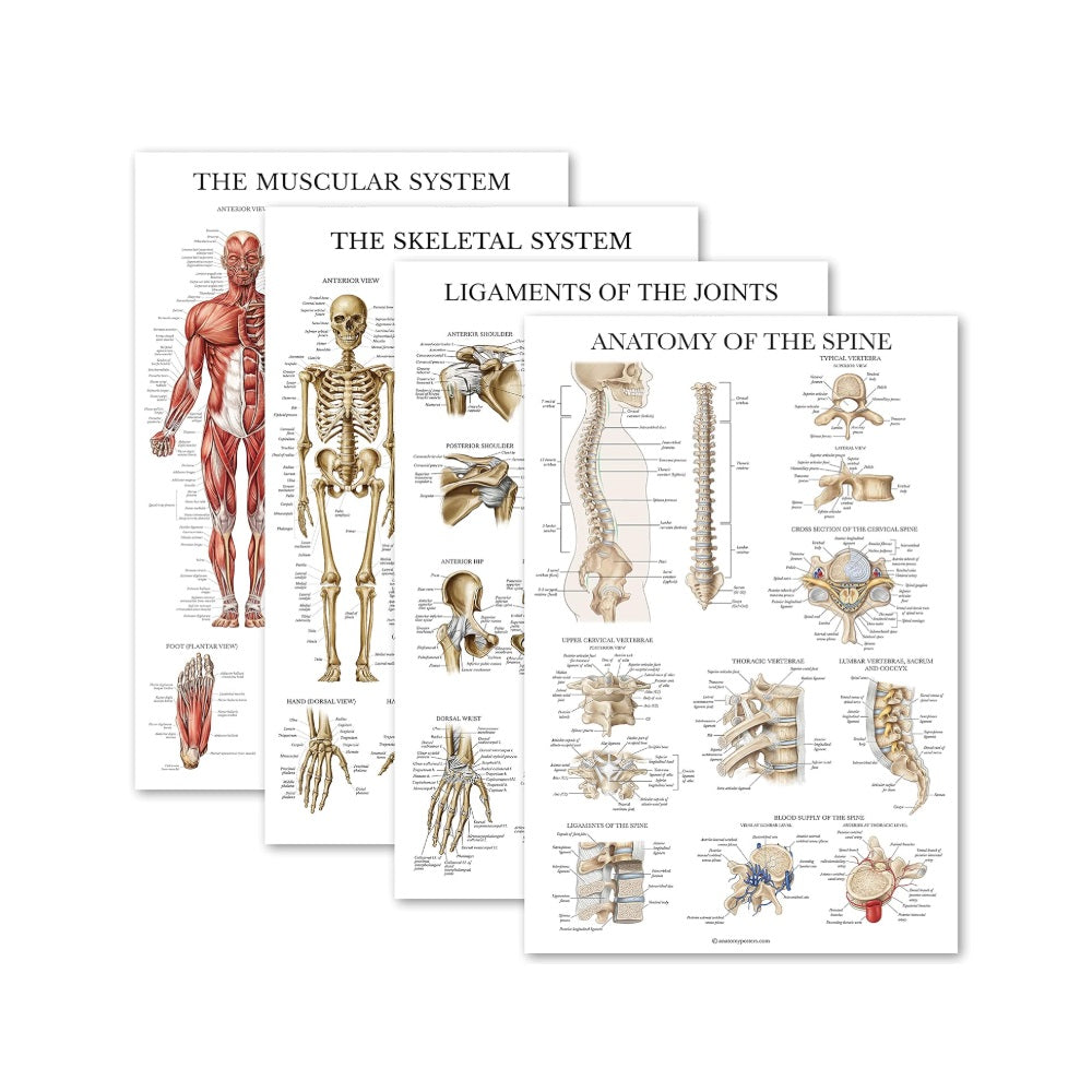 Anatomical Chart Pack of 4 (Laminated)