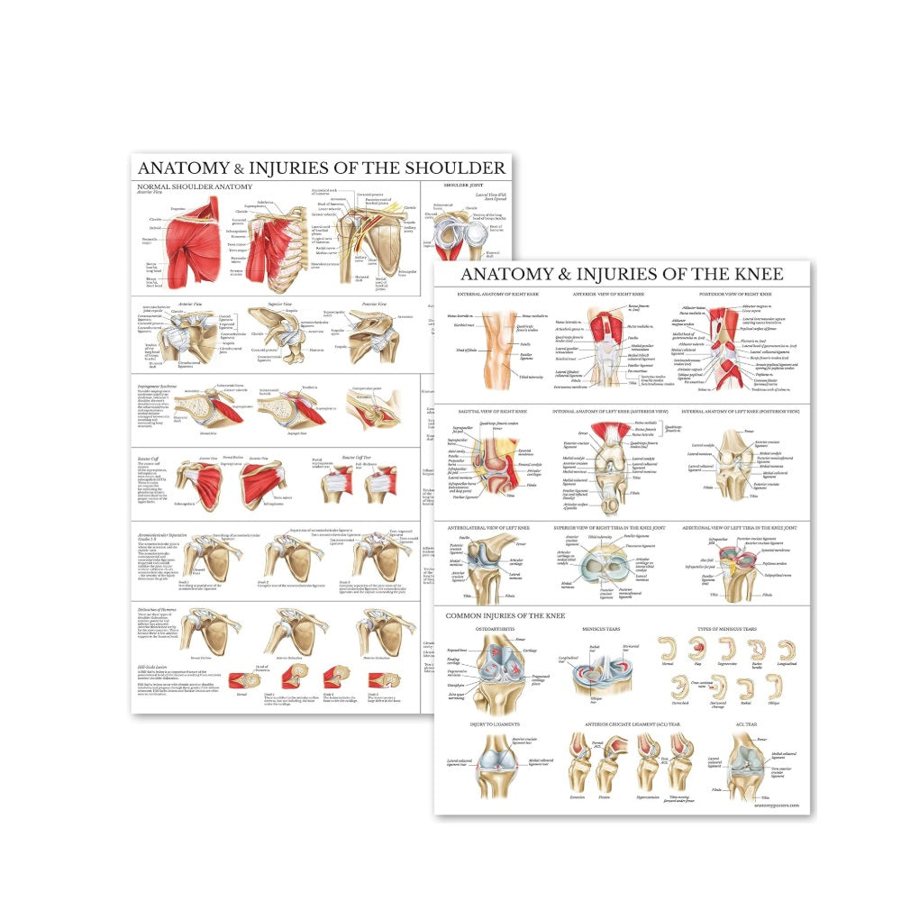 Anatomy & Injuries of the Knee/Shoulder Chart Set of 2