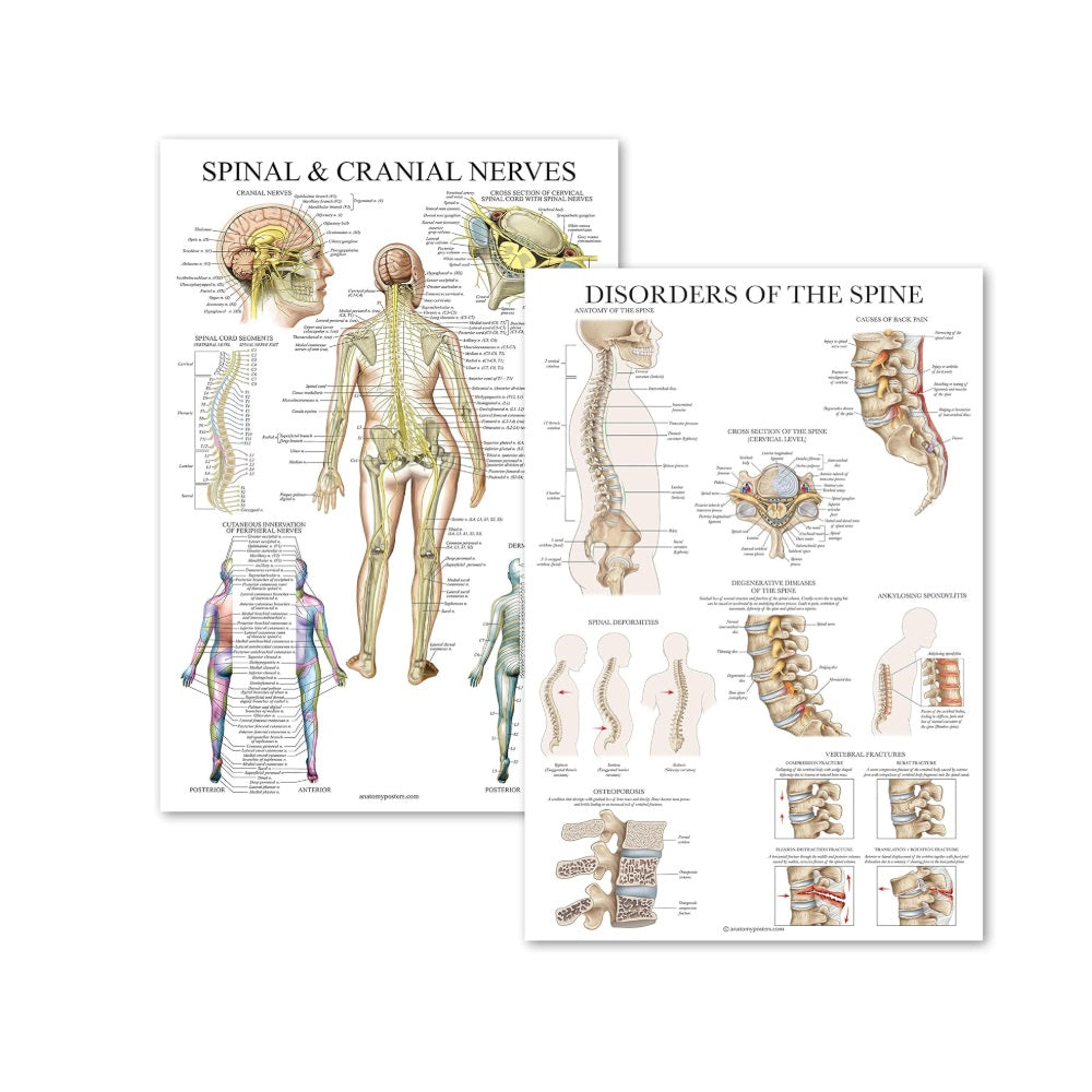 Spinal Nerves & Spinal Disorders Chart Set of 2