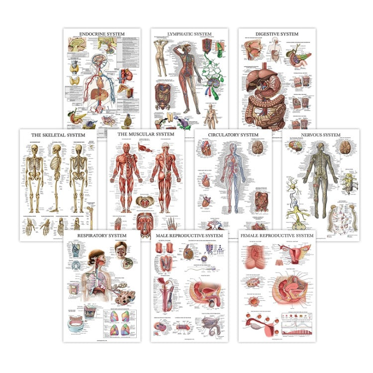 Anatomical Charts Pack of 10 (Laminated) – HMGDirect