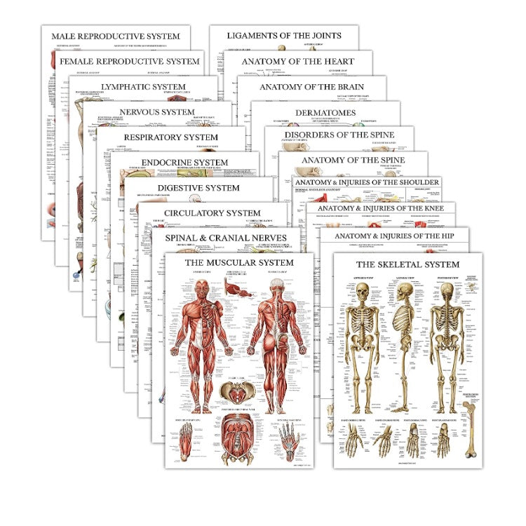 Anatomical Charts Pack of 20 (Laminated) – HMGDirect