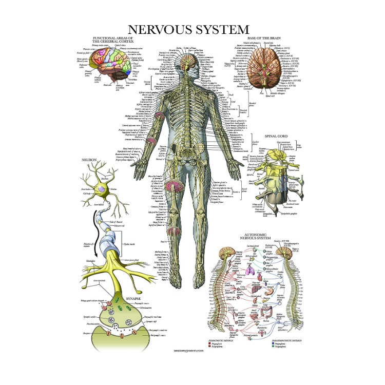 Nervous System Anatomical Chart (Laminated) – HMGDirect