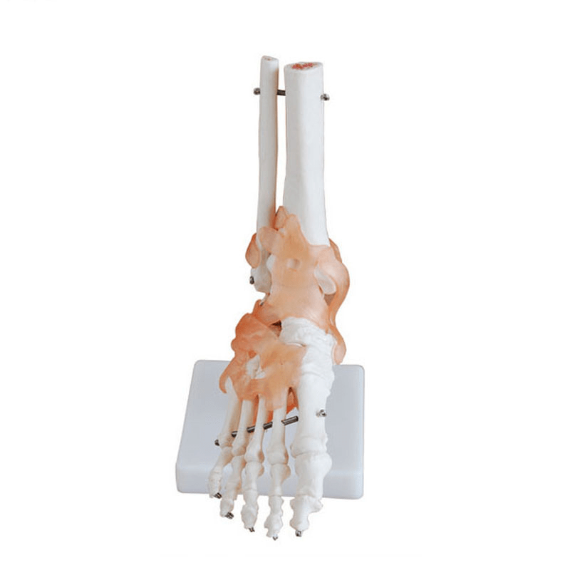 Anatomical Life Size Foot Joint Model | HMGDIRECT Australia – HMGDirect