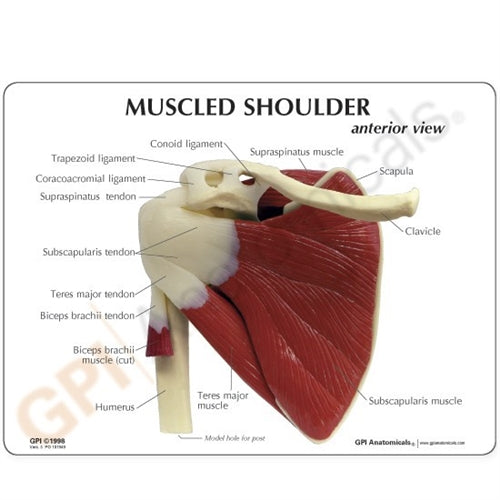 Shoulder Joint Life Size Anatomical Model with Muscles | HMGDIRECT ...